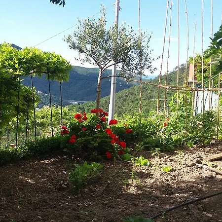 Olivella Caminata N 41g * Casarza Ligure