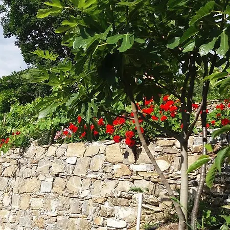 Olivella Caminata N 41g