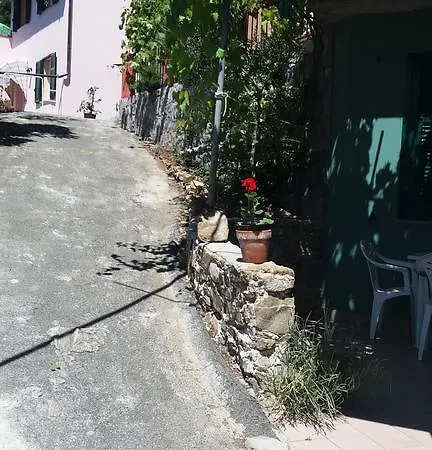 Olivella Caminata N 41g