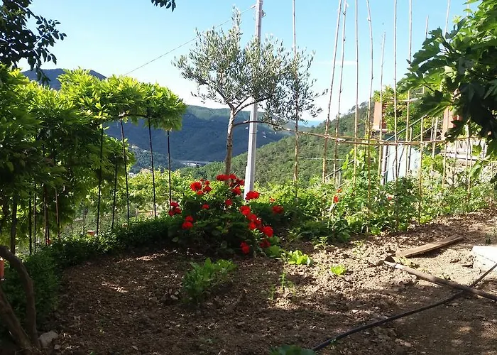 Olivella Caminata N 41g * Casarza Ligure